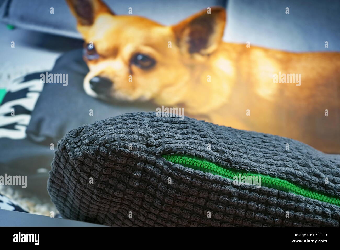 Ein neues Haustier Bett in einem Geschäft mit einem Hund Anzeige Foto im Hintergrund. Stockfoto