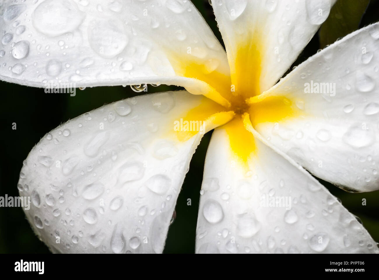 Eine schön geformte Frangipani Blume in der schweren Tau des Morgens früh fallen, Stockfoto