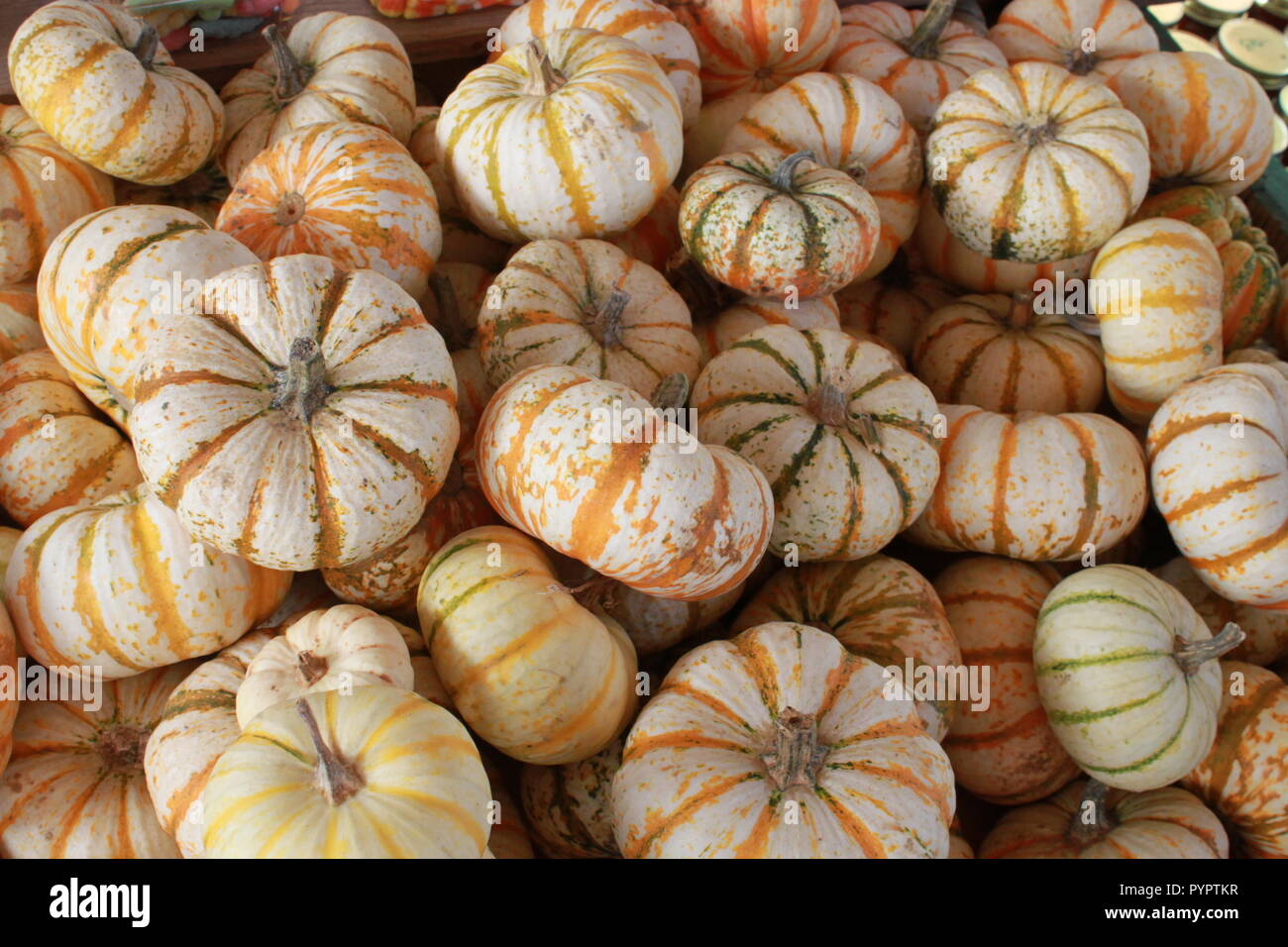 Kleine Kürbisse und ghords zu einem Pumpkin Patch. Stockfoto