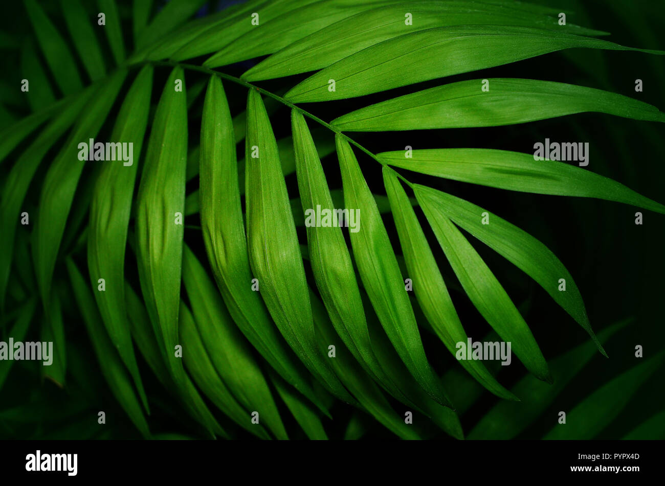Von tropischen Palmen Blätter grün Textur Hintergrund Stockfoto