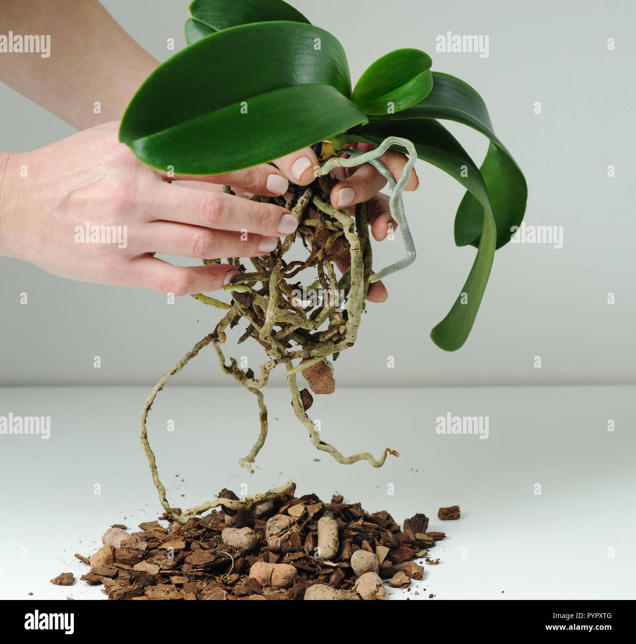 Phalaenopsis Orchidee Pflanzen, Boden, Wurzeln und Moos auf grauem Hintergrund. Stockfoto