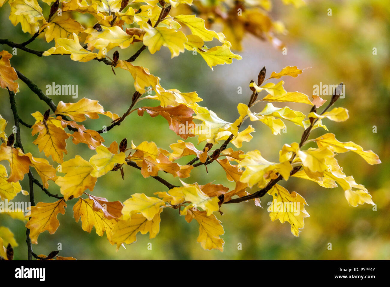 Fagus sylvatica 'Quercifolia', Oakleaf Buche, Herbstblätter, Garten Laub im Herbst Stockfoto