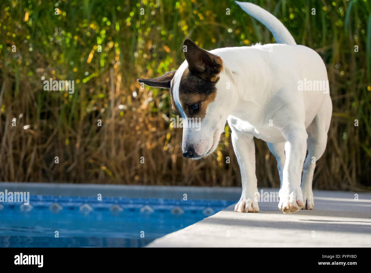 Jack Russell Terrier Hund entlang Kante ist ein Pool an einem sonnigen Tag. Stockfoto