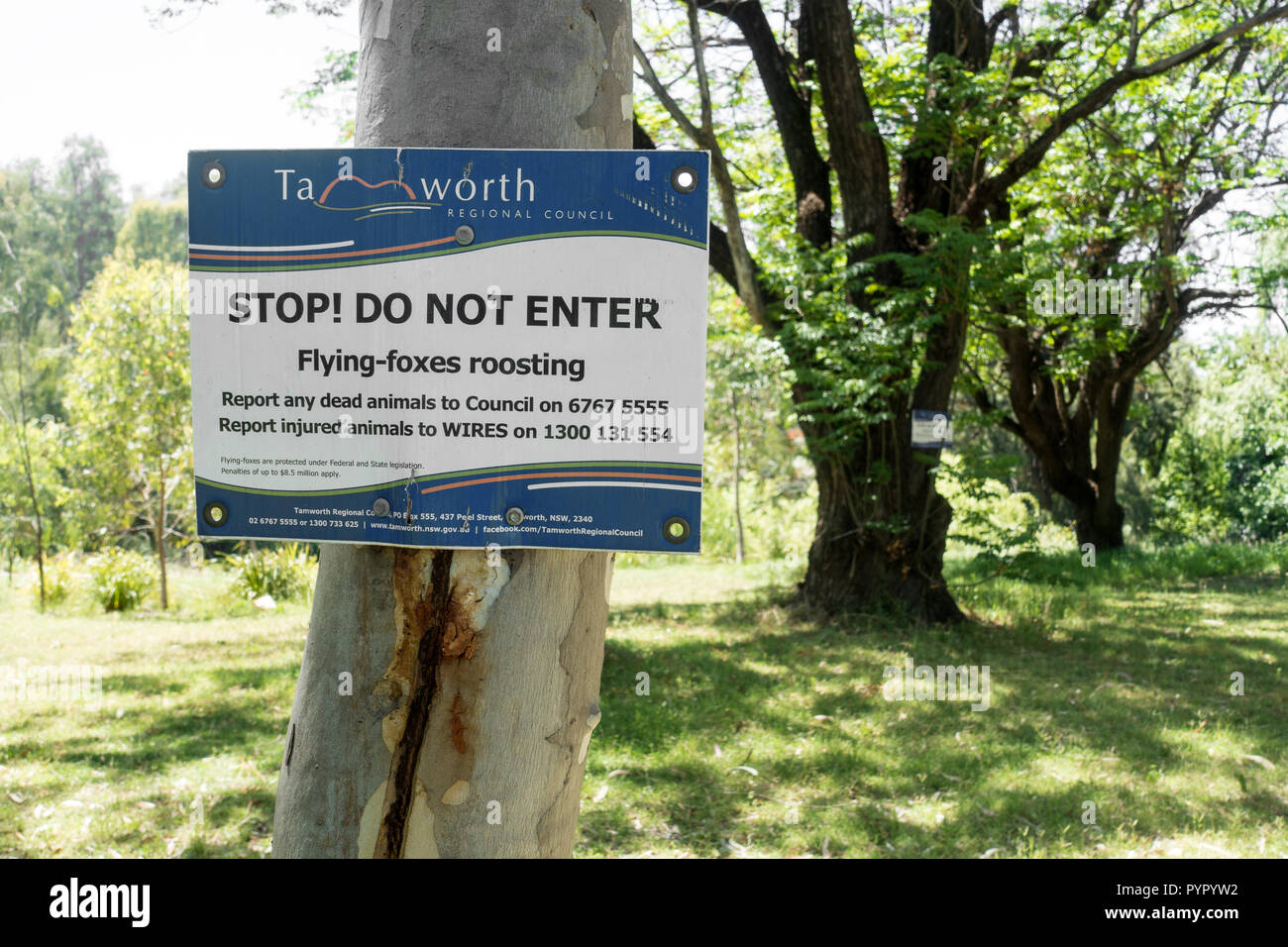 Melden Stop! Nicht eingeben, Flughunde Rastplätze. Peel River embankment Tamworth Australien. Stockfoto