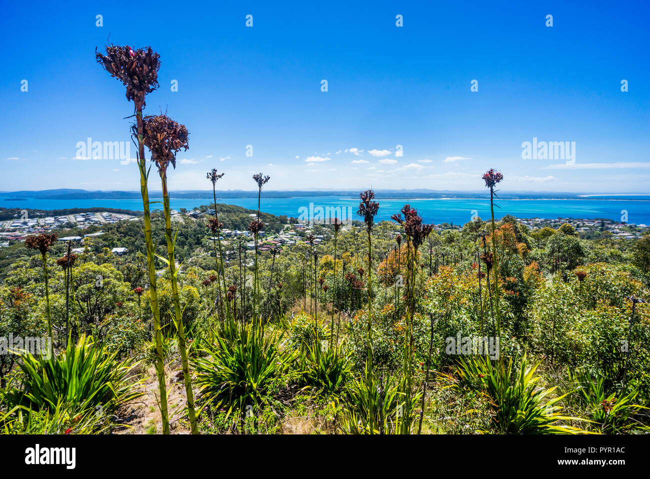 Halme von gymea Lilien (Doryanthes excelsia) bei Gan Gan Lookout vor dem Hintergrund von Port Stephens, Hunter, New South Wales, Australien Stockfoto