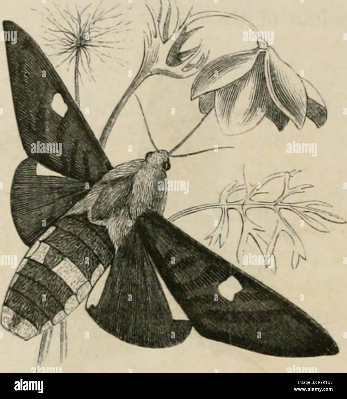 "Insekten im Ausland: ist ein beliebtes Konto ausländischer Insekten, ihre Struktur, Gewohnheiten, und Transformationen" (1883) Stockfoto