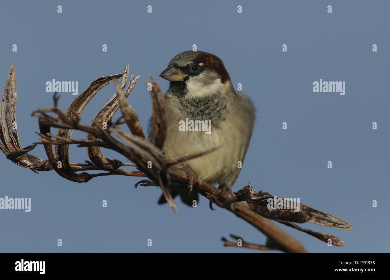 Eine atemberaubende Männchen Haussperling (Passer domesticus) auf ein Werk in Schottland. Stockfoto
