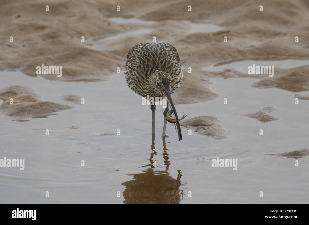Eine schöne Brachvögel (Numenius arquata) Essen eine Krabbe, die es nur an der Küste Meer Mündung in Schottland verfangen hat. Stockfoto