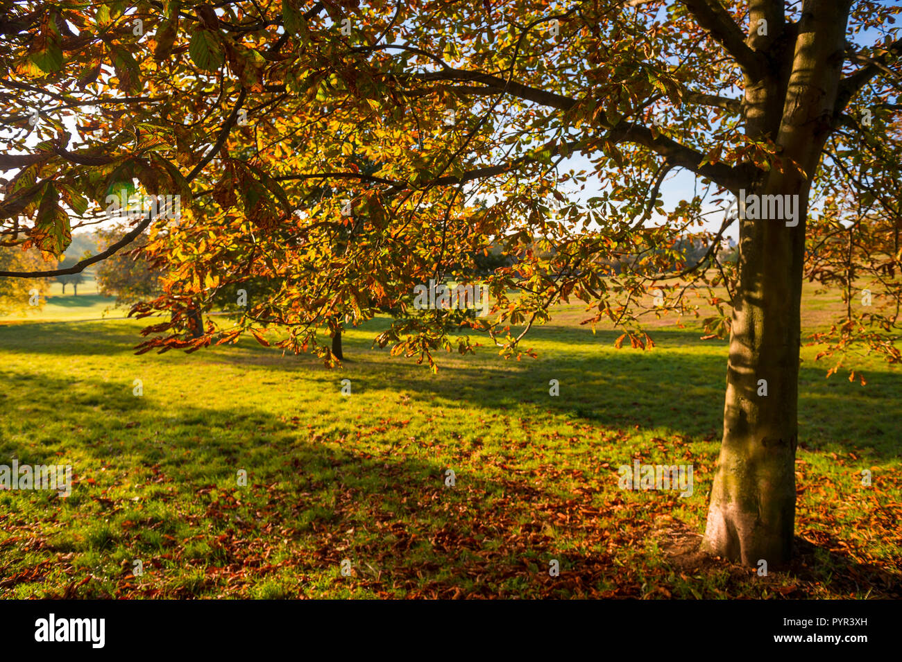 Golden Sun Casting Shadows auf Herbst Blätter von Bäumen auf grünem Gras gefallen Stockfoto
