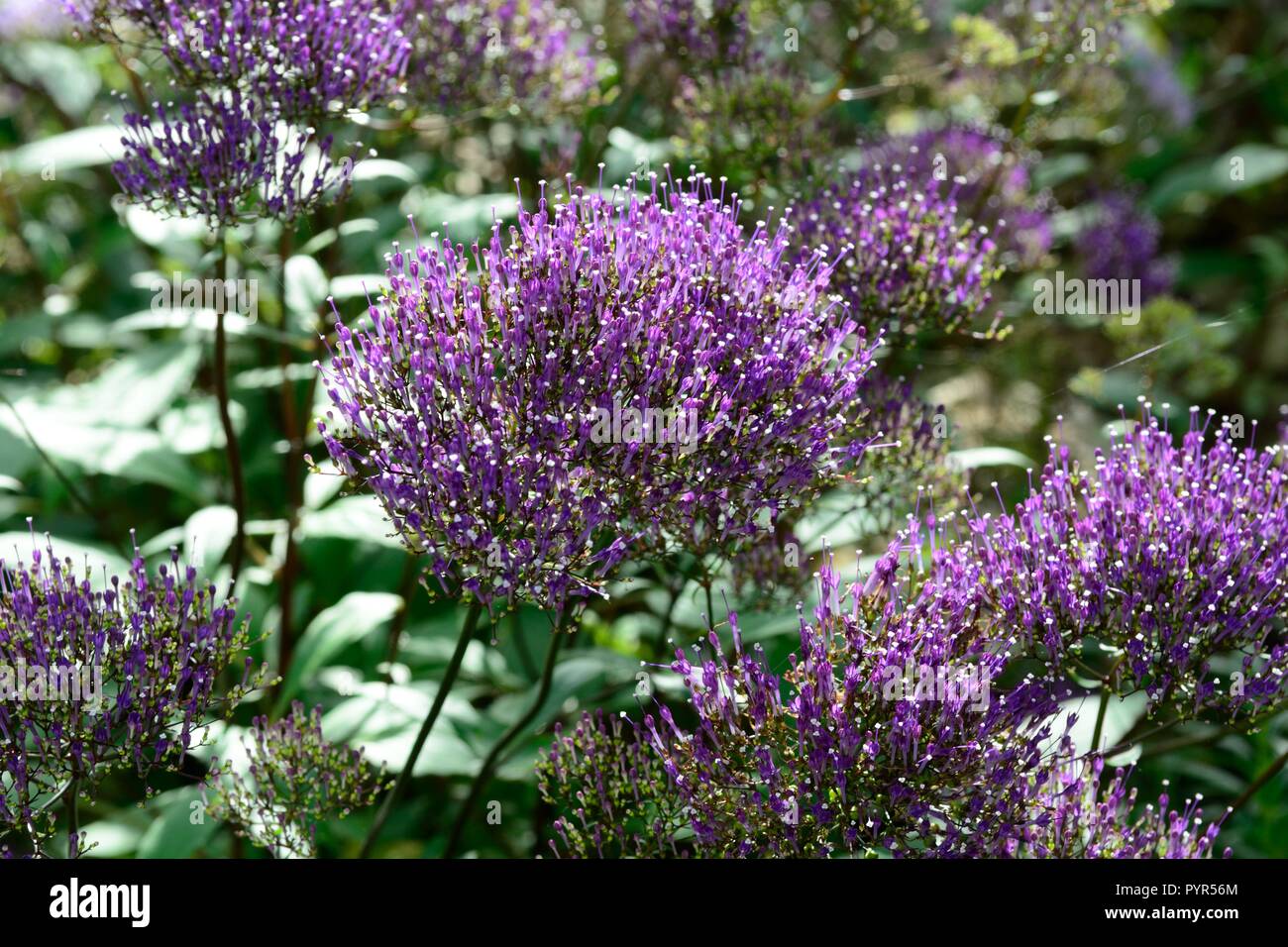 Trachelium caeruleum Pandora Blue throatwort amethyst - lila langlebige Blumen Stockfoto