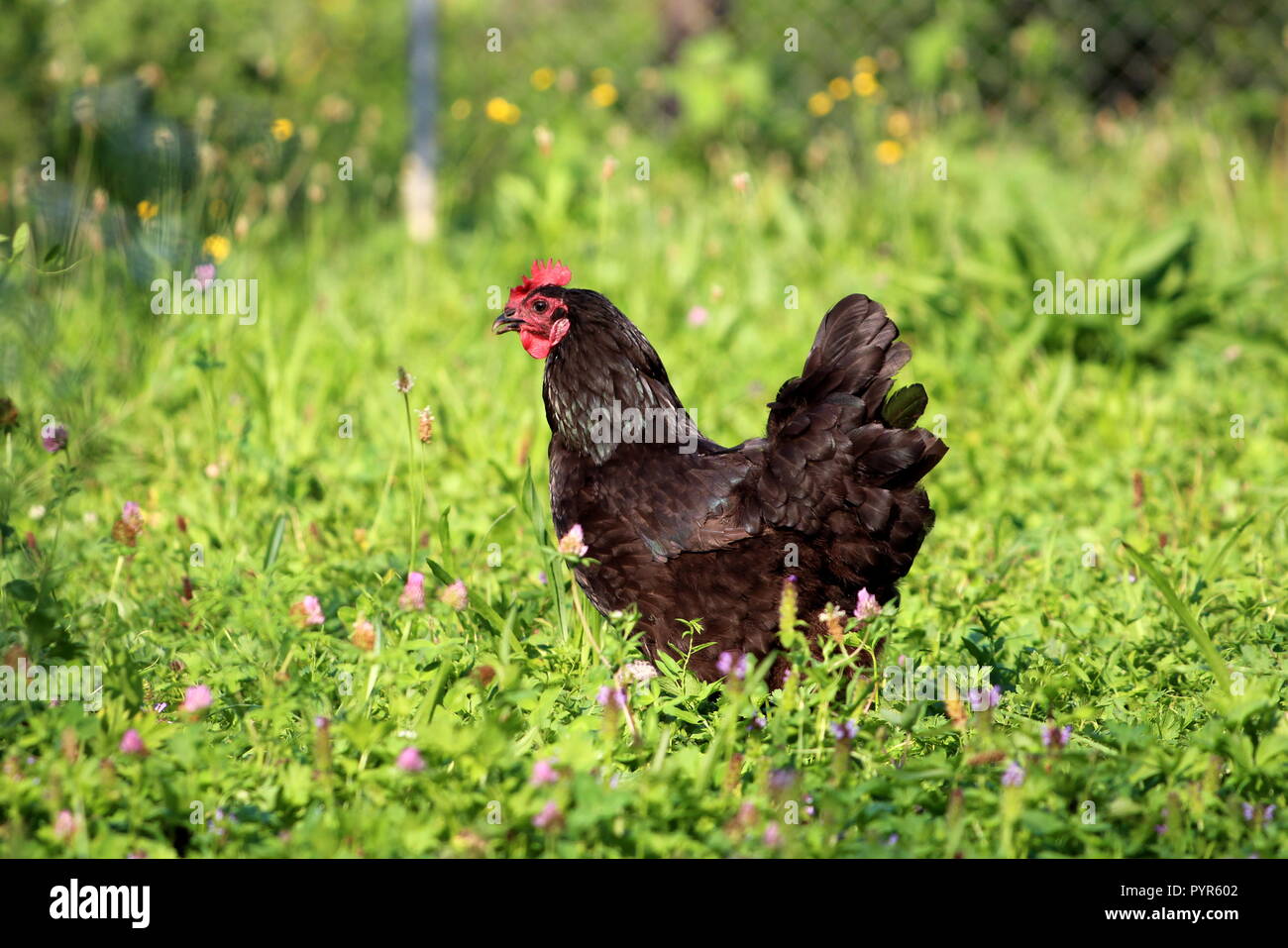 Schwarze Huhn gehen durch den Garten auf der Suche nach Würmern in ungeschnittenem Gras mit kleinen Blumen auf warmen Sommertag gemischt Stockfoto