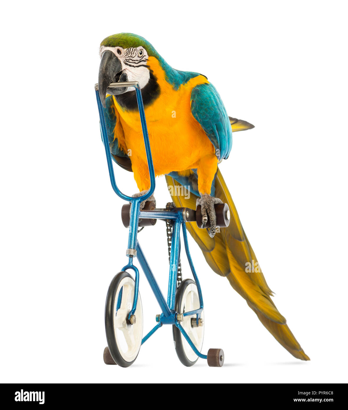 Blau-gelb Macaw, Ara ararauna, 30 Jahre alt, reiten ein blaues Fahrrad vor weißem Hintergrund Stockfoto