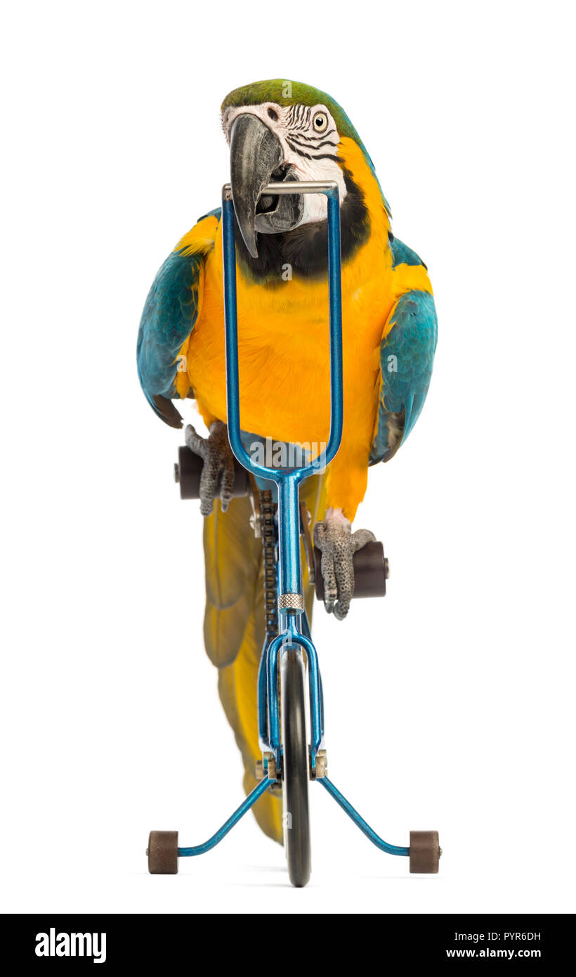 Vorderansicht eines Blau-gelb Macaw, Ara ararauna, 30 Jahre alt, reiten ein blaues Fahrrad vor weißem Hintergrund Stockfoto