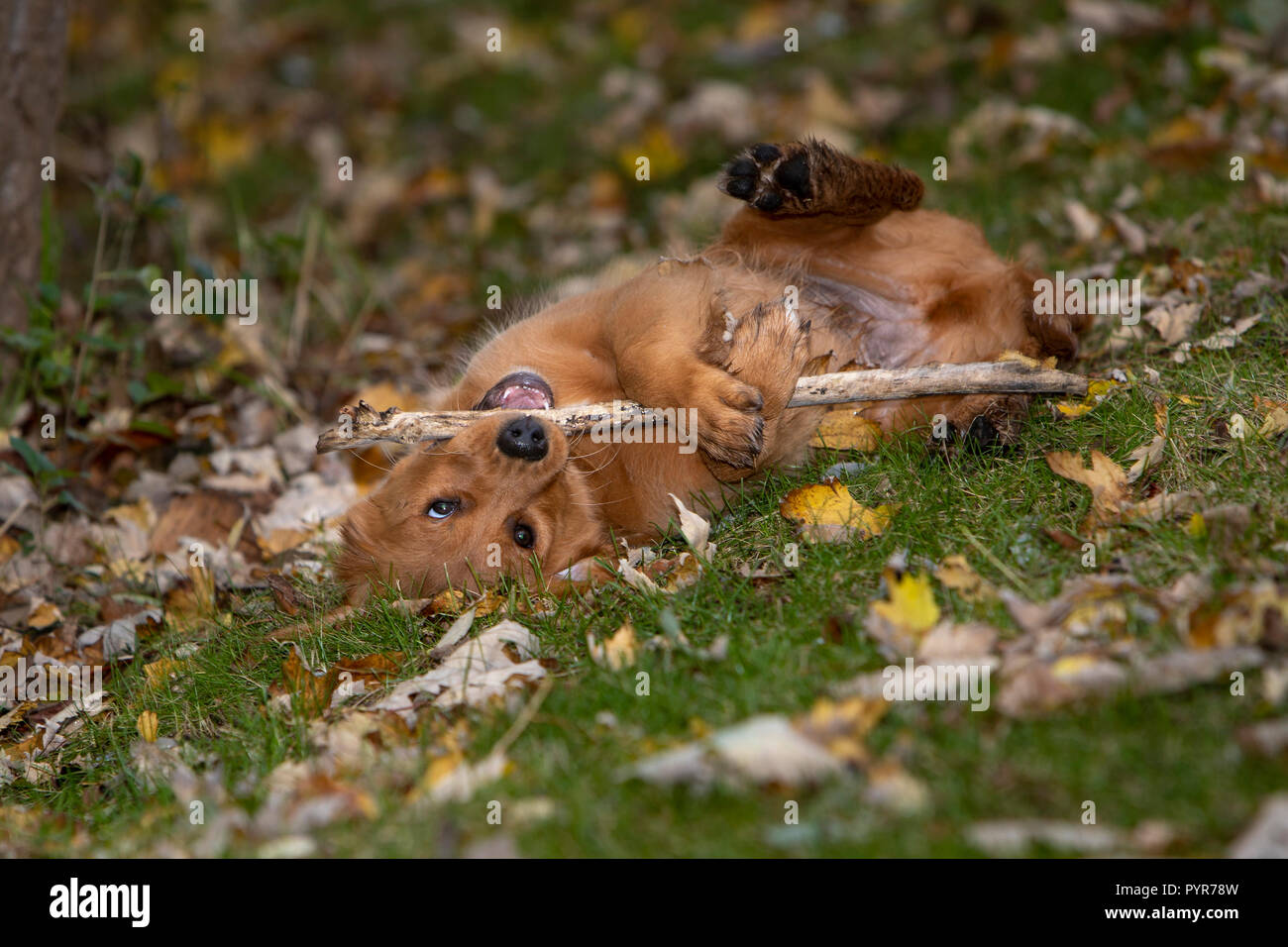 Ein Golden Retriever Welpe auf dem Rücken während ich einen Stick. Stockfoto
