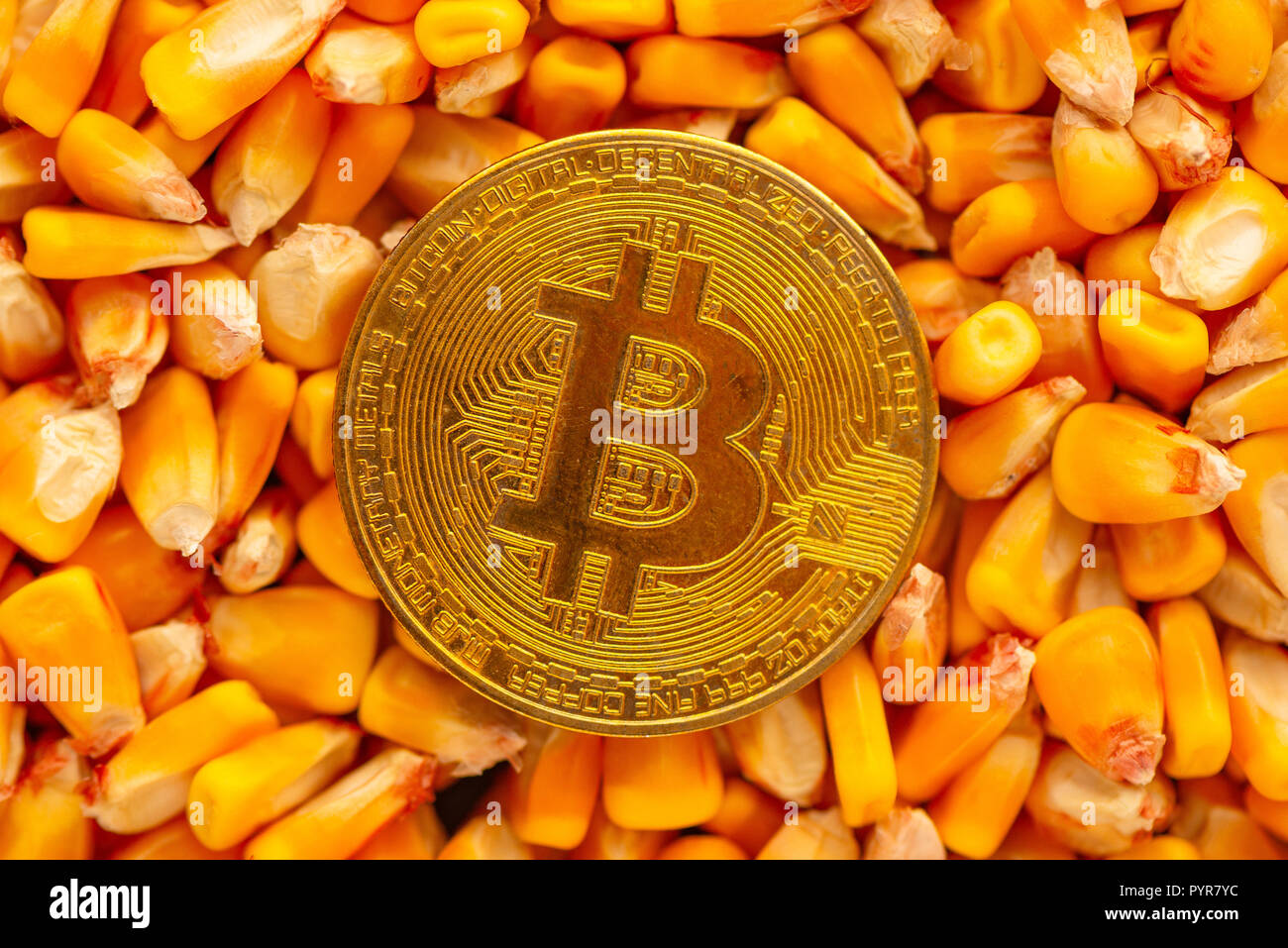 Bitcoin auf Maiskörner Heap, konzeptionelle Bild für kommerzielle Tätigkeiten einschließlich der cryptocurrency zu Commodity Trade in landwirtschaftlichen Busi ergänzende Stockfoto