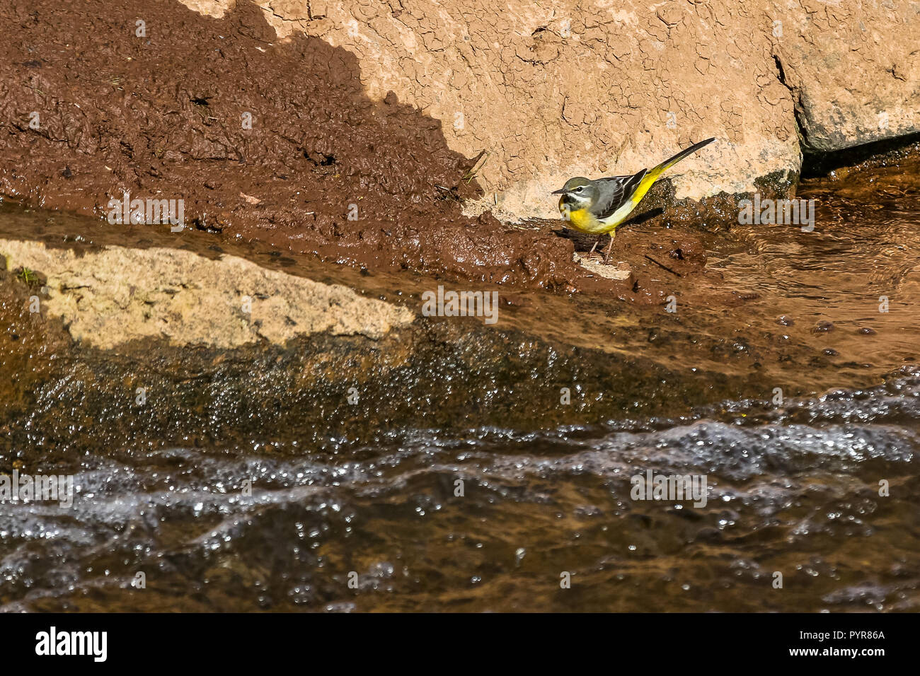 Eine Gebirgsstelze Jagd auf Insekten essen im Schlamm auf der Dawlish Wasser den Bach. Stockfoto