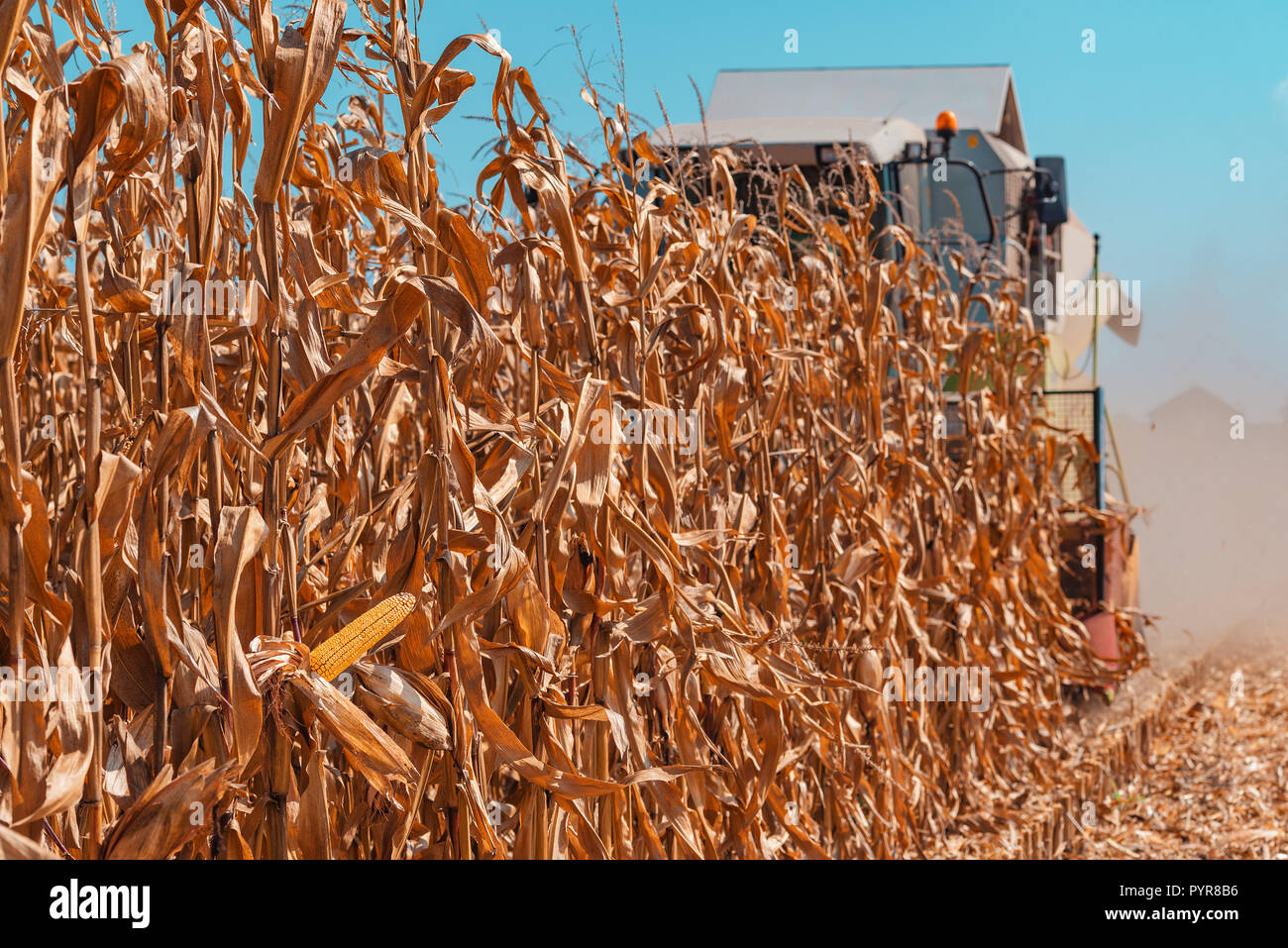 Moderne Mähdrescher ernten Mais angebaut reif im Feld Stockfoto