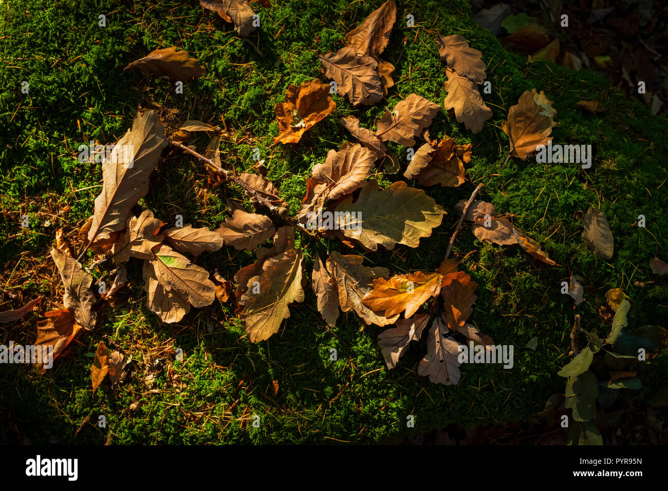 Blätter im Herbst auf einem Moosigen Waldboden. Stockfoto