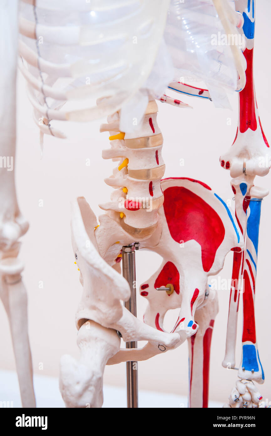 Close up menschlichen Modell Becken Skelett Modell. Medizinische Klinik Konzept. Selektiver Fokus Stockfoto Close up menschlichen Modell Becken Skelett Modell. Medizinische Klinik Konzept. Selektiver Fokus Stockfoto
