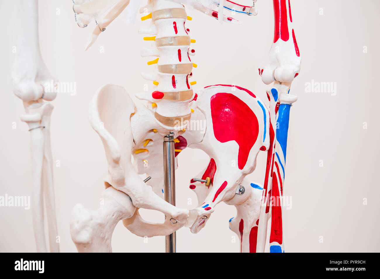 Close up menschlichen Modell Becken Skelett Modell. Medizinische Klinik Konzept. Selektiver Fokus Stockfoto Close up menschlichen Modell Becken Skelett Modell. Medizinische Klinik Konzept. Selektiver Fokus Stockfoto