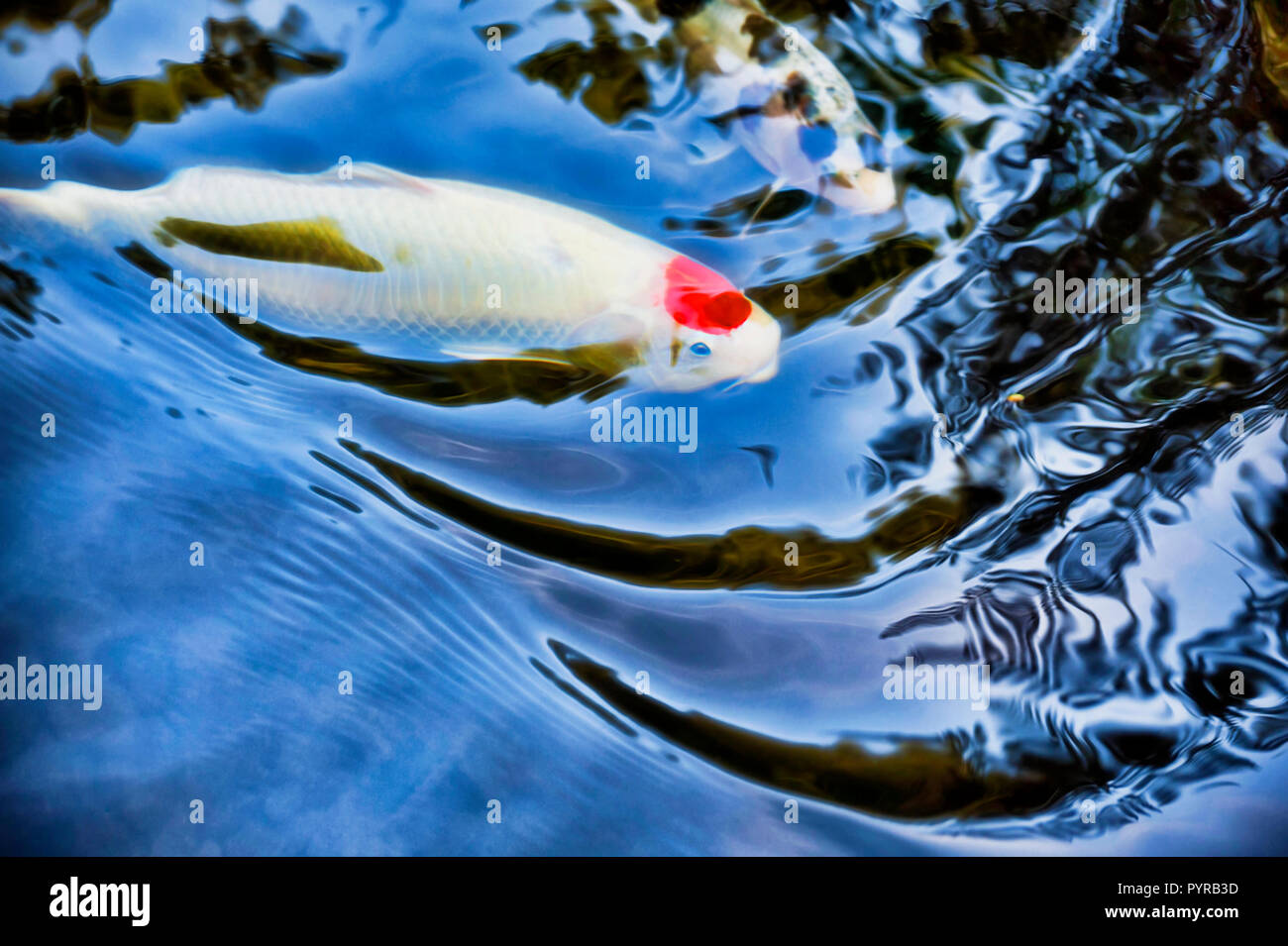 Weiß und calico Koi Schwimmen im Teich vor der Richtung es verursacht eine Welligkeit. Stockfoto