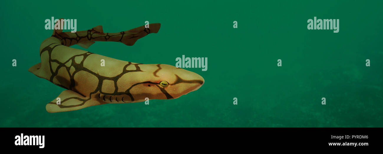 Kette catshark (Scyliorhinus retifer) eine kleine biofluorescent und vernetztem Shark im offenen Wasser Stockfoto