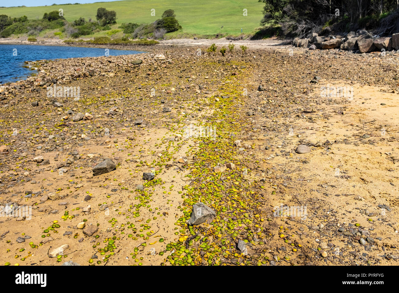 Australien Grey Mangrove (Avicennia marina) Baum Samen gewaschen am felsigen Strand sind Pionierpflanzen, besiedeln und tsunami Schutz geben Stockfoto