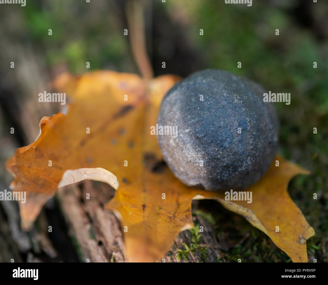 Schamane Stein von der North Rim des Grand Canyon in Utah in den USA