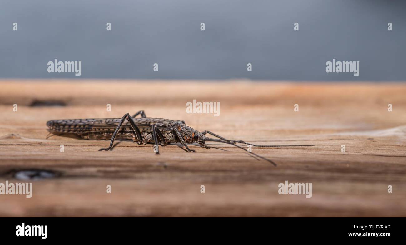 Der Big Mac der Fische Welt Stockfoto