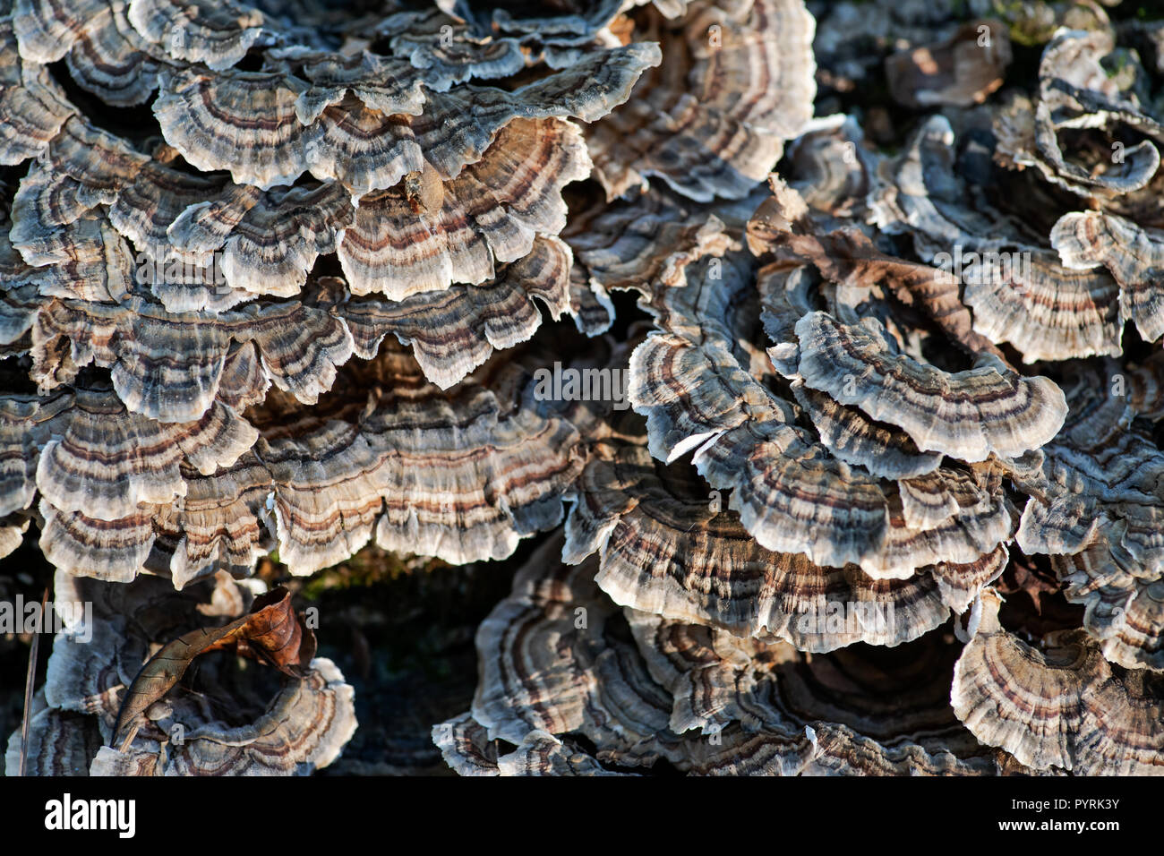 Pilze auf toten Baum Trametes versicolor, oft als die Türkei Schwanz, Mitglied der Wald Pilze Vögel im Wald zu bewahren. Stockfoto