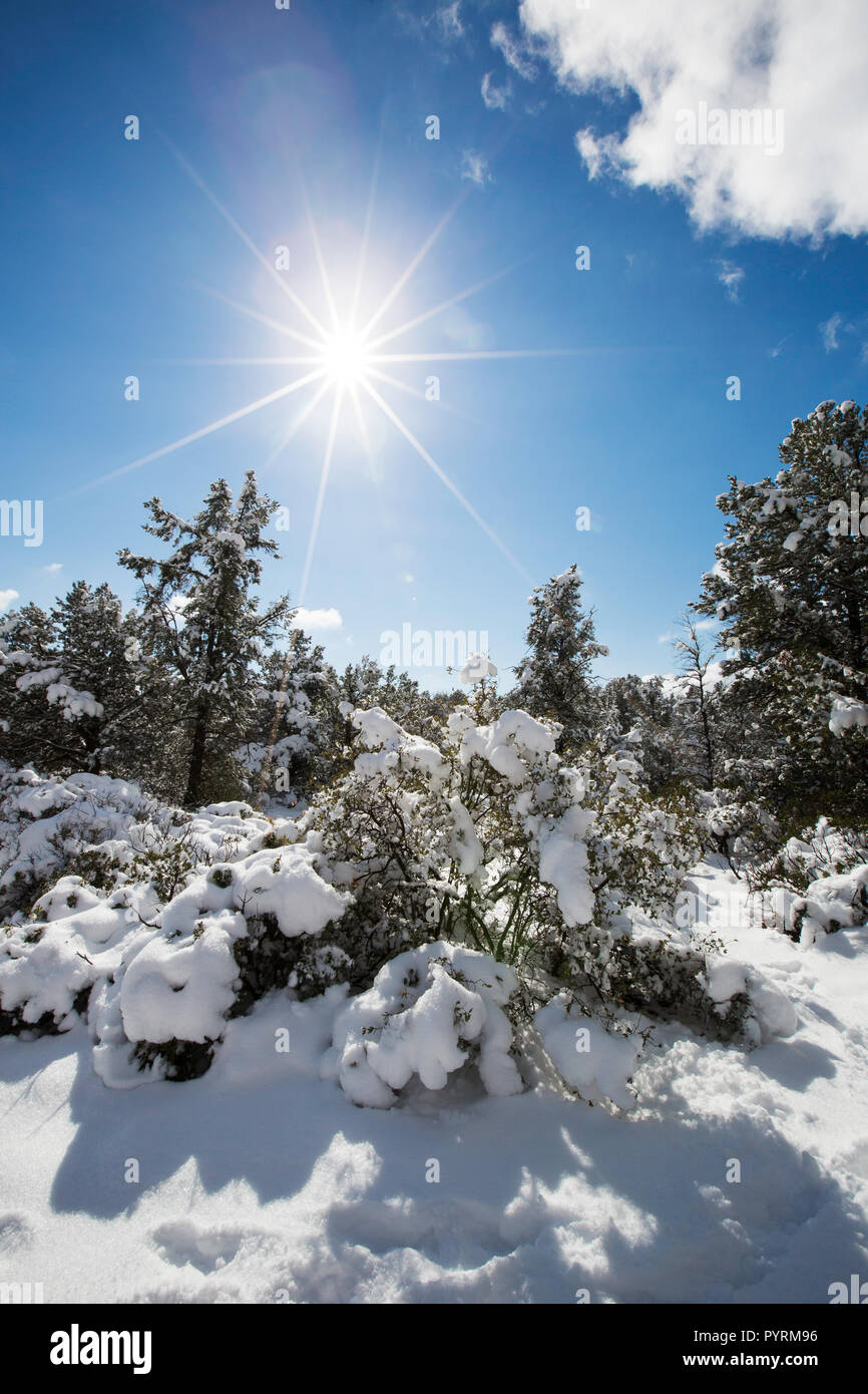 Fesh Schneefall auf Bäumen, Sedona, Arizona Stockfoto
