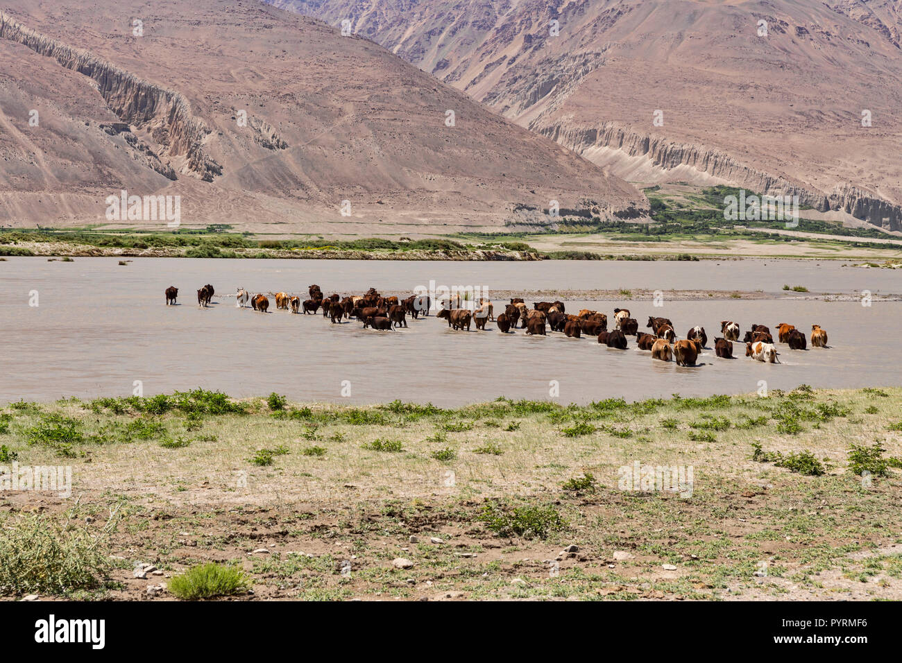 Kühe kreuz Panj River von Tadschikistan, Afghanistan, Wakhan Valley, Tadschikistan Stockfoto