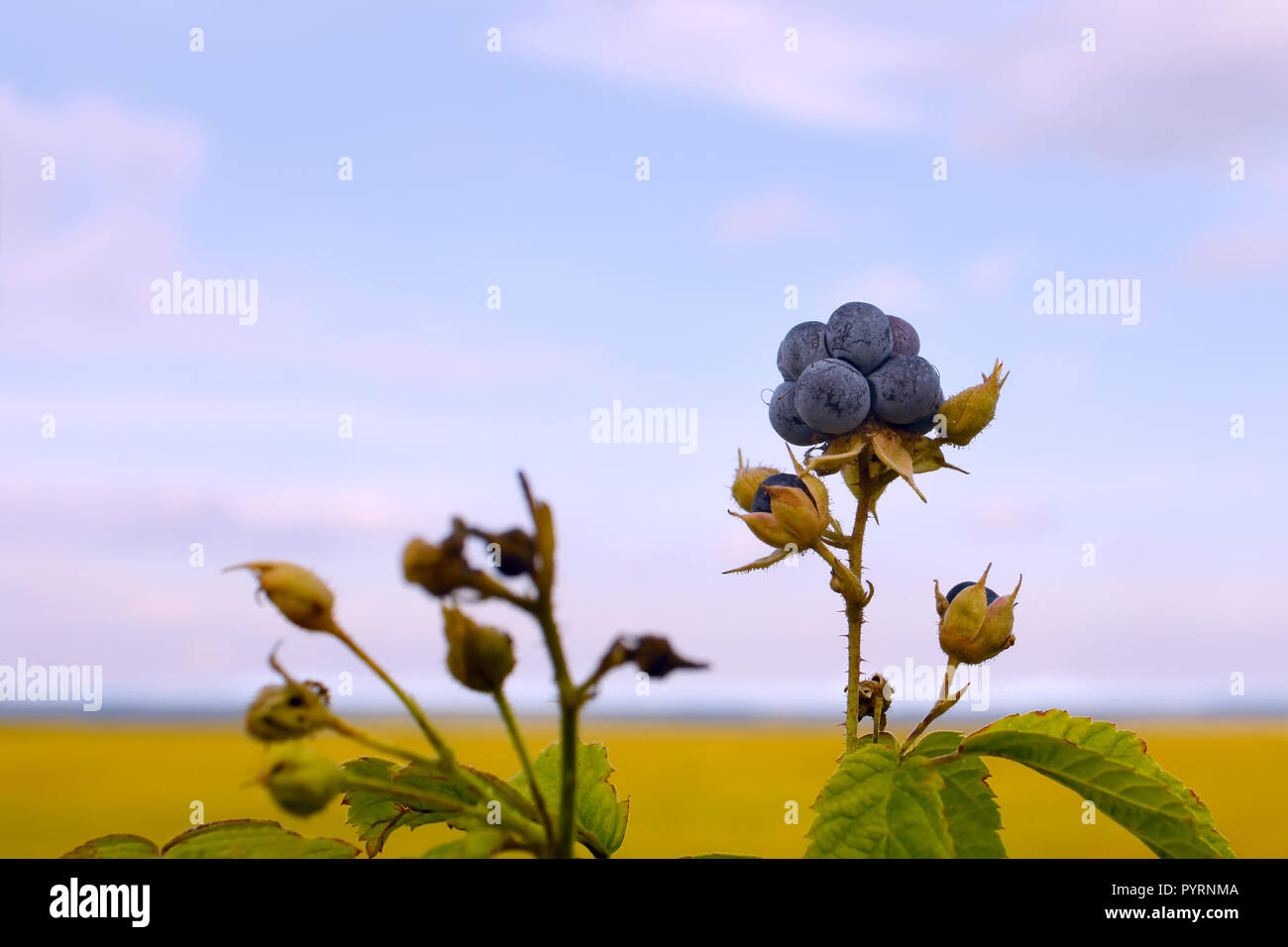 Bläulich brombeere Beeren auf dem Hintergrund Feld und Sky Stockfoto