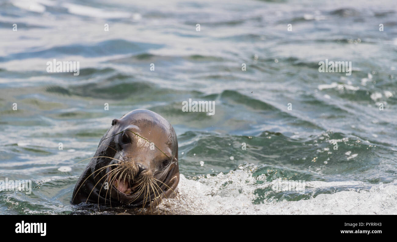 Sea Lion spielen in den Pazifischen Ozean Stockfoto