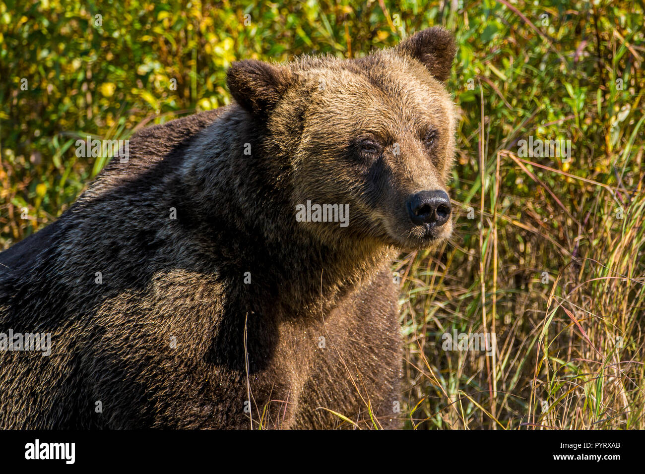 Grizzly oder Braunbär (Ursus arctos) im Crescent Lake, Lake Clark National Park, Alaska, USA. Stockfoto