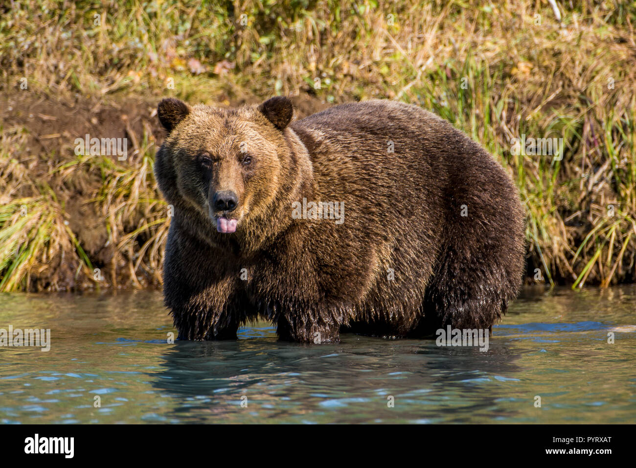 Grizzly oder Braunbär (Ursus arctos) im Crescent Lake, Lake Clark National Park, Alaska, USA. Stockfoto