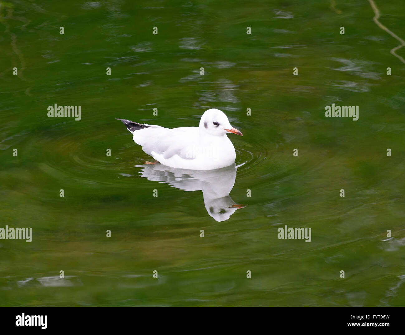 Juvenile Black-Headed Gull Schwimmen in einem See in der Nähe von Culzean Castle Ayrshire, Schottland, Vereinigtes Königreich Großbritannien Stockfoto