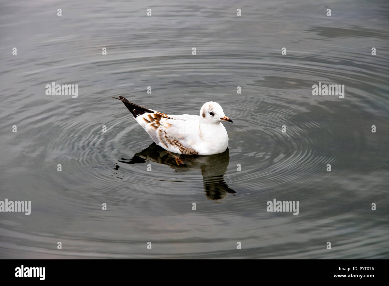 Juvenile Black-Headed Gull Schwimmen in einem See in der Nähe von Culzean Castle Ayrshire, Schottland, Vereinigtes Königreich Großbritannien Stockfoto