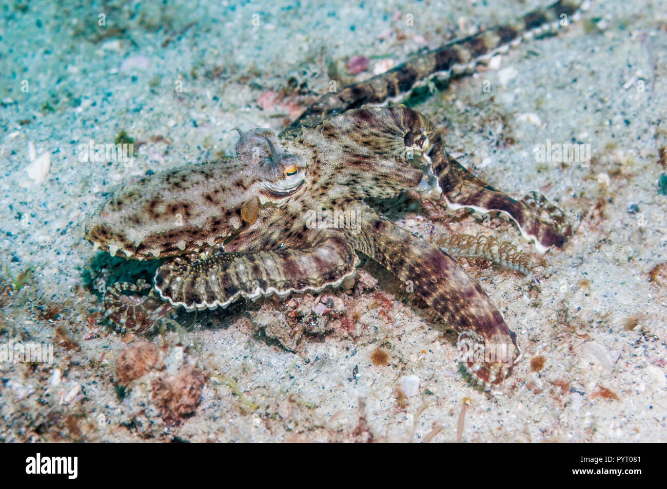 Langarmige Octopus. Puerto Galera, Philippinen. Stockfoto