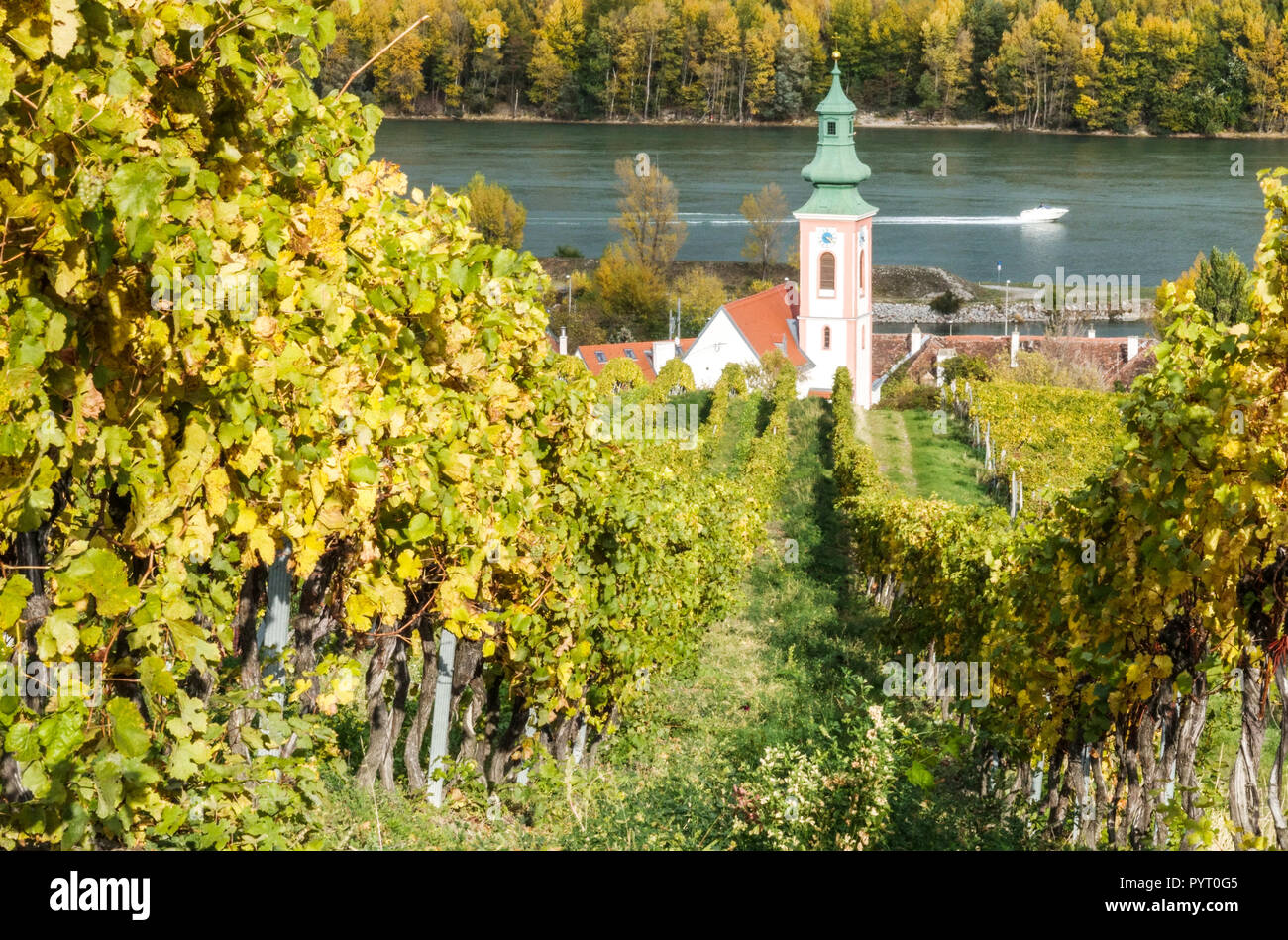 Herbst in österreichischen Weinbergen. Das Donautal, die Kahlenbergerdorf Kirche bei Wien, Niederösterreich Europa Weinbergfluss Stockfoto