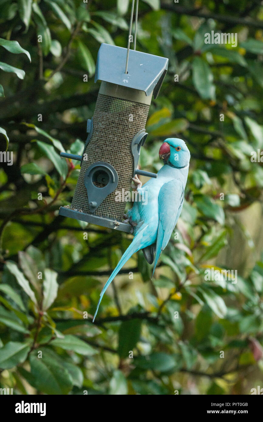 Rose-ringed oder Ring-necked parakeet (Psittacula krameri), blaue Mutation auf Bird Feeder in Garten. London, Großbritannien. Stockfoto