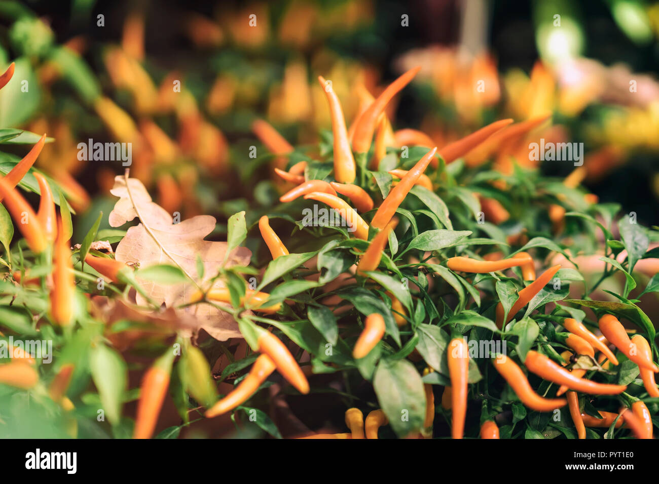 Zierpflanzen gelb Capsicum annuum Paprika im Herbst, Outdoor, street Flower Shop gefallene Eiche Blatt Stockfoto