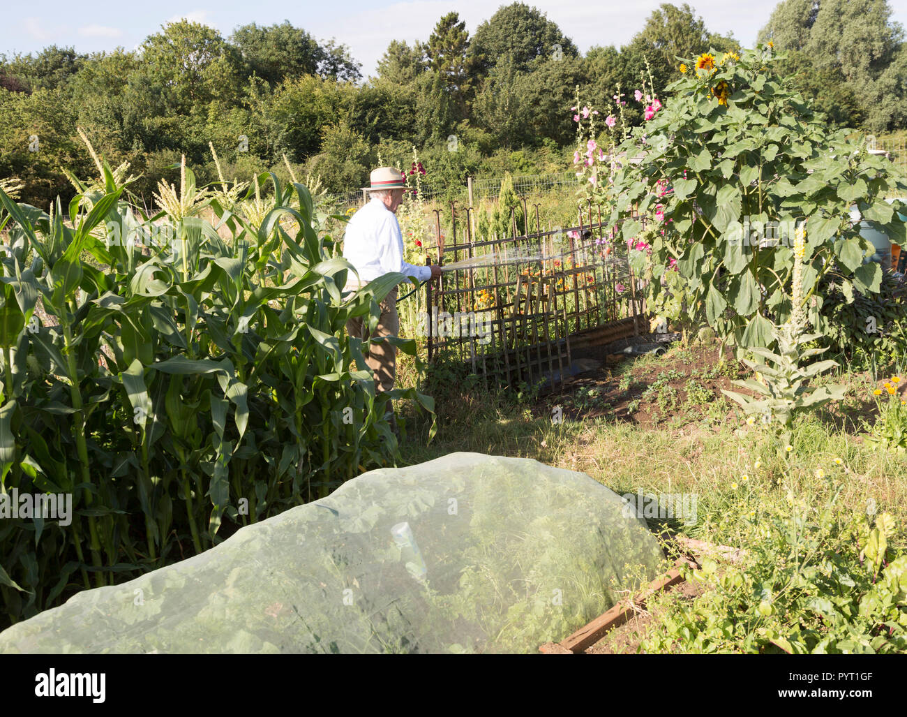 Älterer mann Bewässerung blühende Pflanzen im Schrebergarten, Shottisham, Suffolk, England, Großbritannien Stockfoto