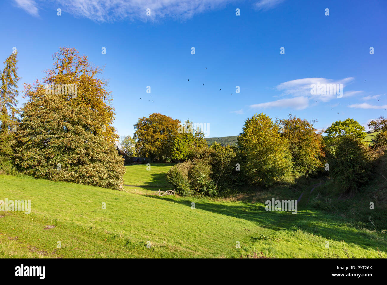 Erschrocken krähen Aufstieg aus den Bäumen in der Nähe von clun als Herbst Ansätze und ein Hauch von Farbe in den Bäumen Signale, Clun, Shropshire, Großbritannien Stockfoto