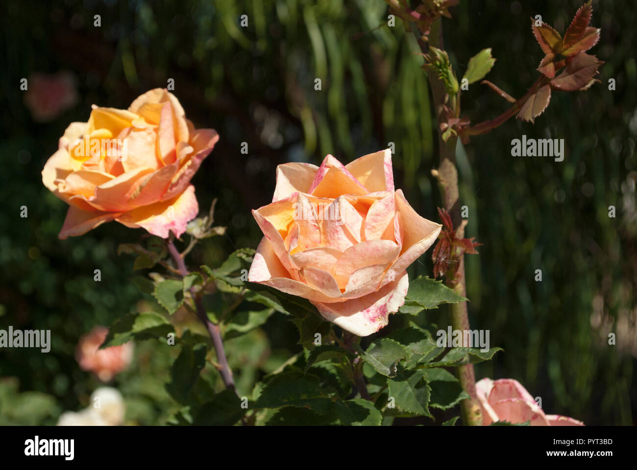 Zwei Gelb Beige tee Rosen im Garten aus der Nähe Stockfoto