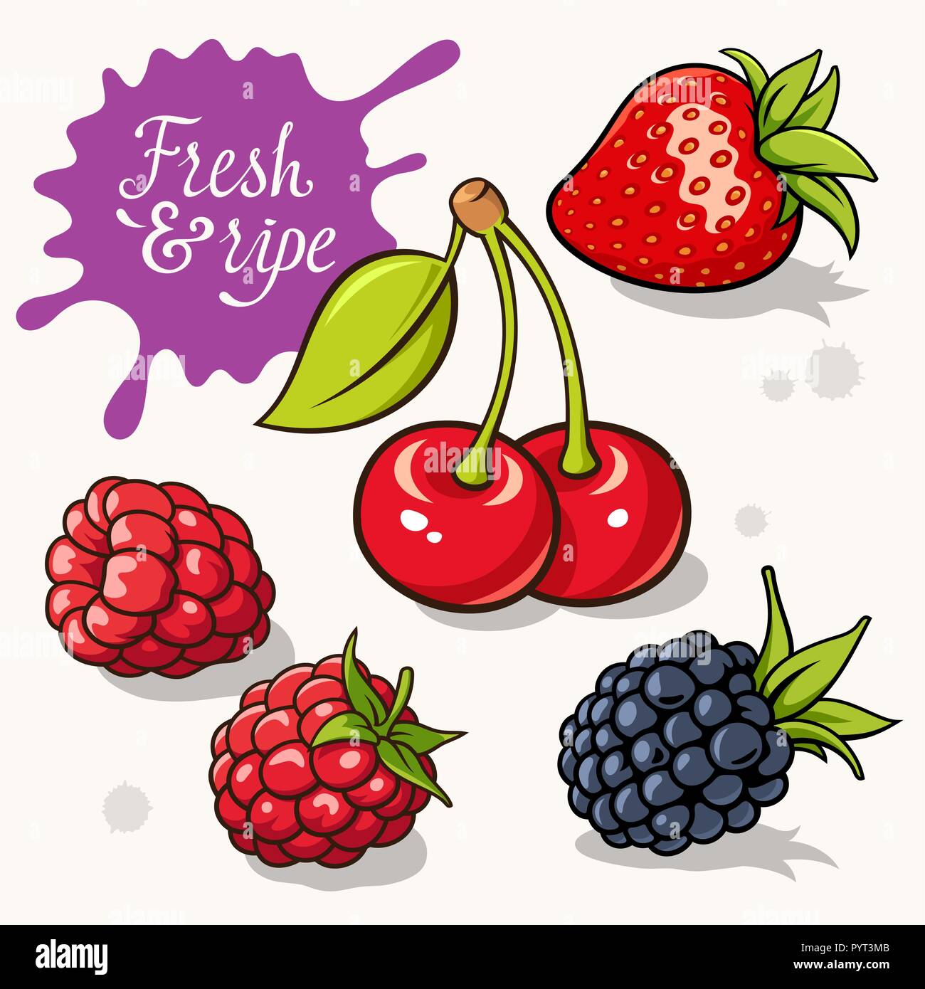 Eingestellt von Beeren. Vektorgrafiken der Erdbeere, Brombeere, Himbeere und Kirsche. Kalligraphische Inschrift "Fresh & Reif Stock Vektor