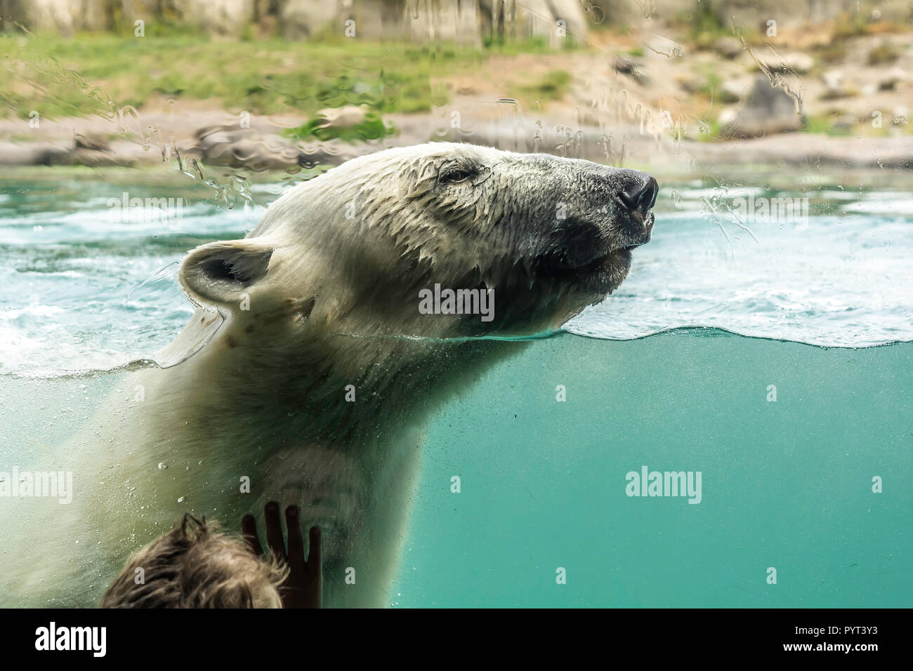 Kleinen Jungen aufpassen Eisbär (Ursus maritimus) schwimmen. Eisbären sind ausgezeichnete Schwimmer und oft Schwimmen für Tage. Sie können Schwimmen unter Wasser f Stockfoto