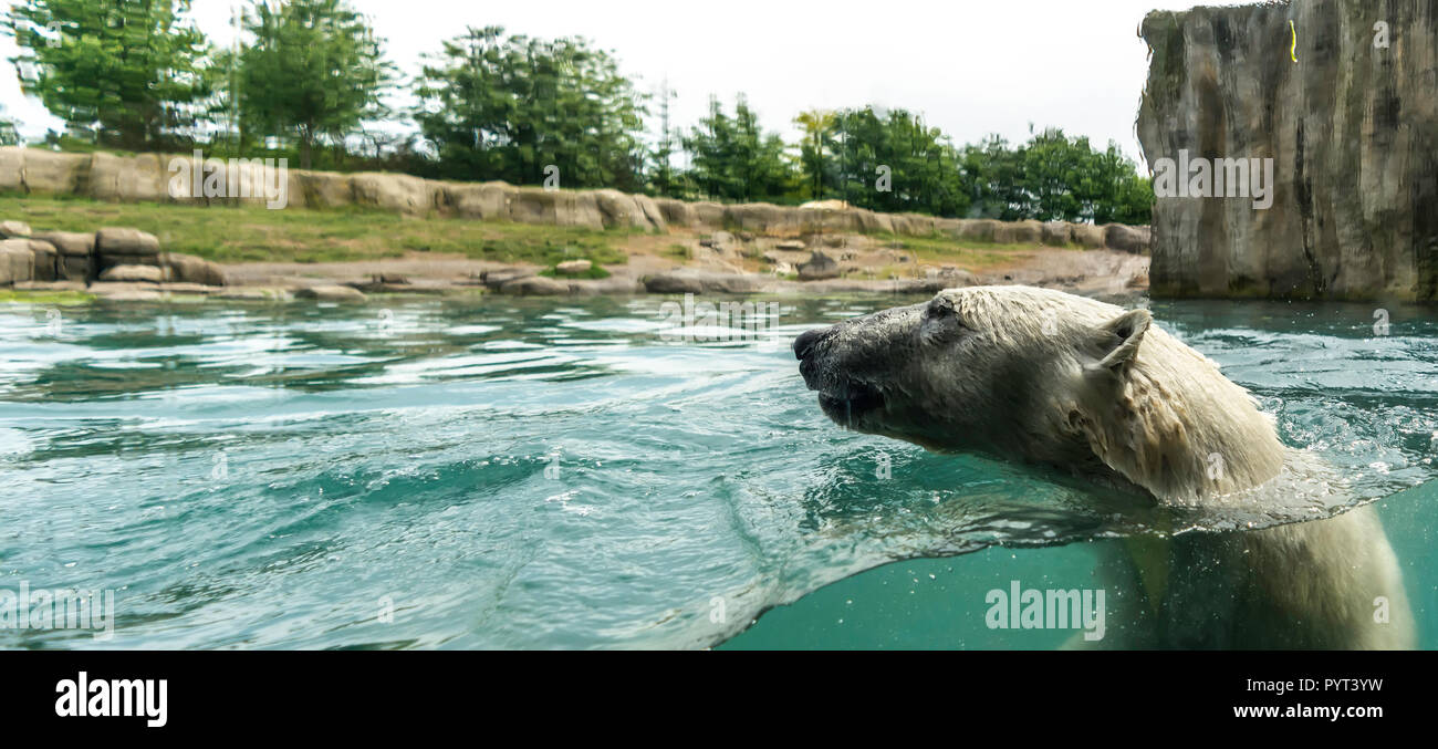 Leiter der Eisbär (Ursus maritimus) über Wasser. Eisbären sind ausgezeichnete Schwimmer und oft Schwimmen für Tage. Sie können Schwimmen unter Wasser für bis zu Stockfoto