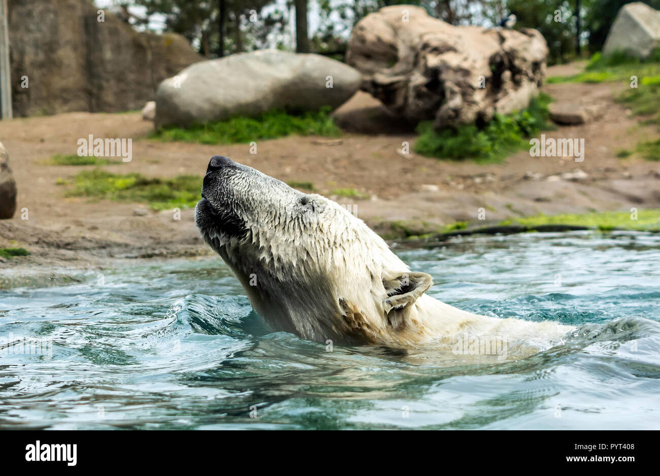 Leiter der Eisbär (Ursus maritimus) über Wasser. Eisbären sind ausgezeichnete Schwimmer und oft Schwimmen für Tage. Sie können Schwimmen unter Wasser für bis zu Stockfoto