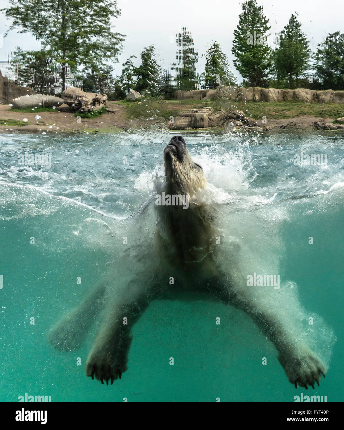 Eisbär (Ursus maritimus) spielen - springen in Wasser. Eisbären sind ausgezeichnete Schwimmer und oft Schwimmen für Tage. Sie können Schwimmen unter Wasser Stockfoto